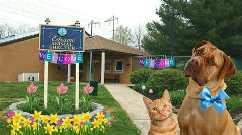 Edison animal shelter - Edison animal shelter volunteer group, Edison, New Jersey. 370 likes · 1 talking about this · 13 were here. we are volunteers groups for Edison animal...